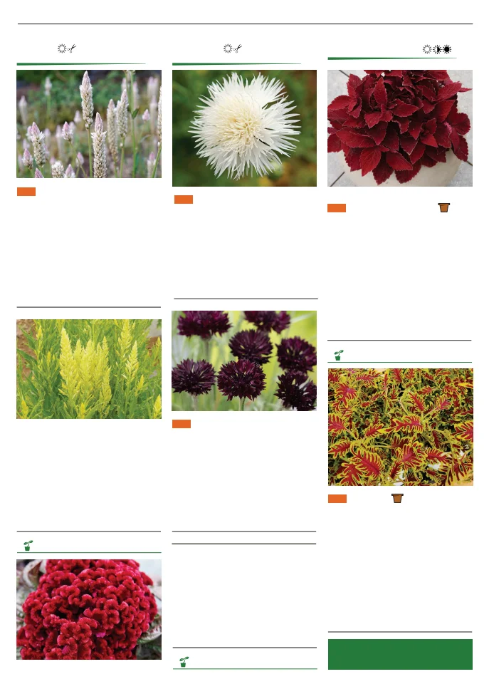 Flyer page 117
