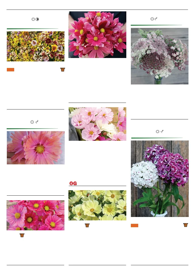 Flyer page 118
