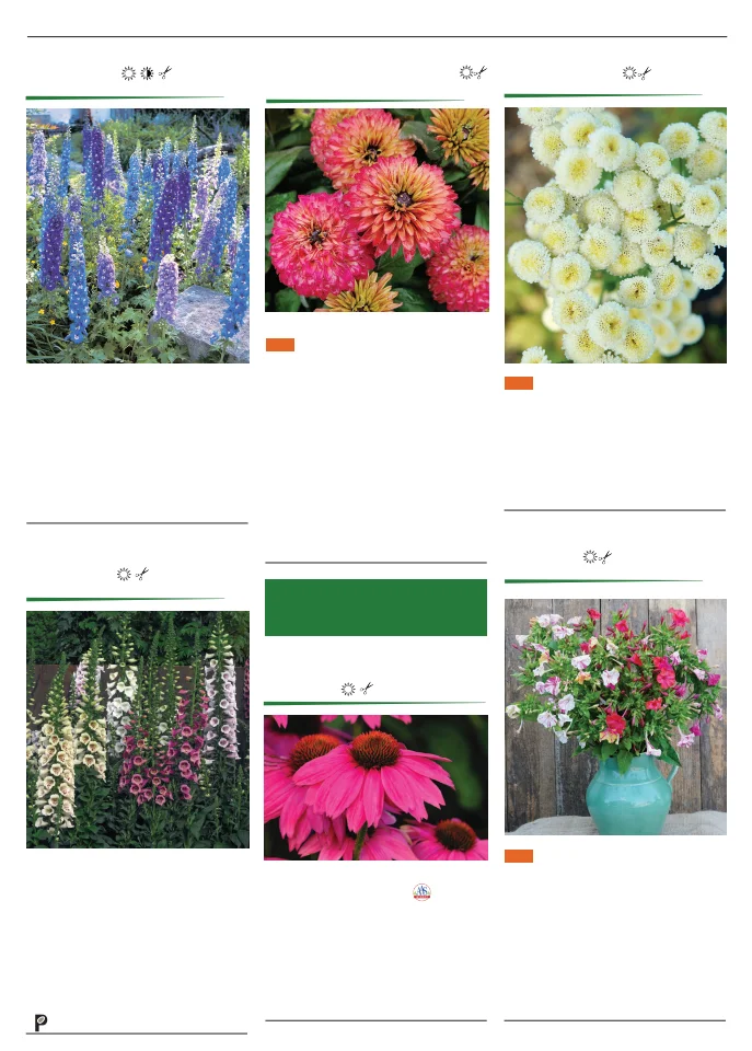 Flyer page 119
