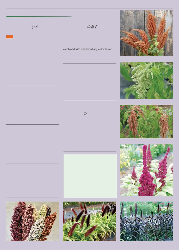 Flyer page 121