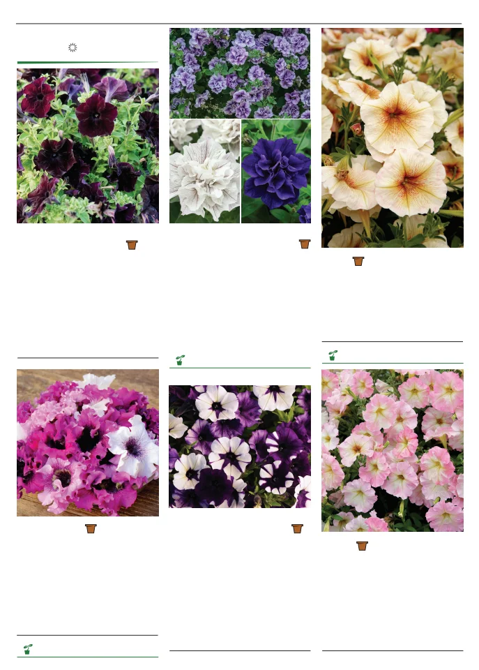 Flyer page 124