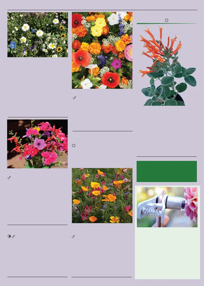 Flyer page 127