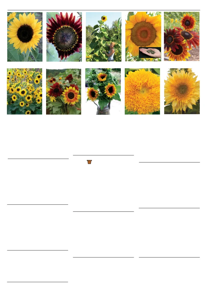 Flyer page 131