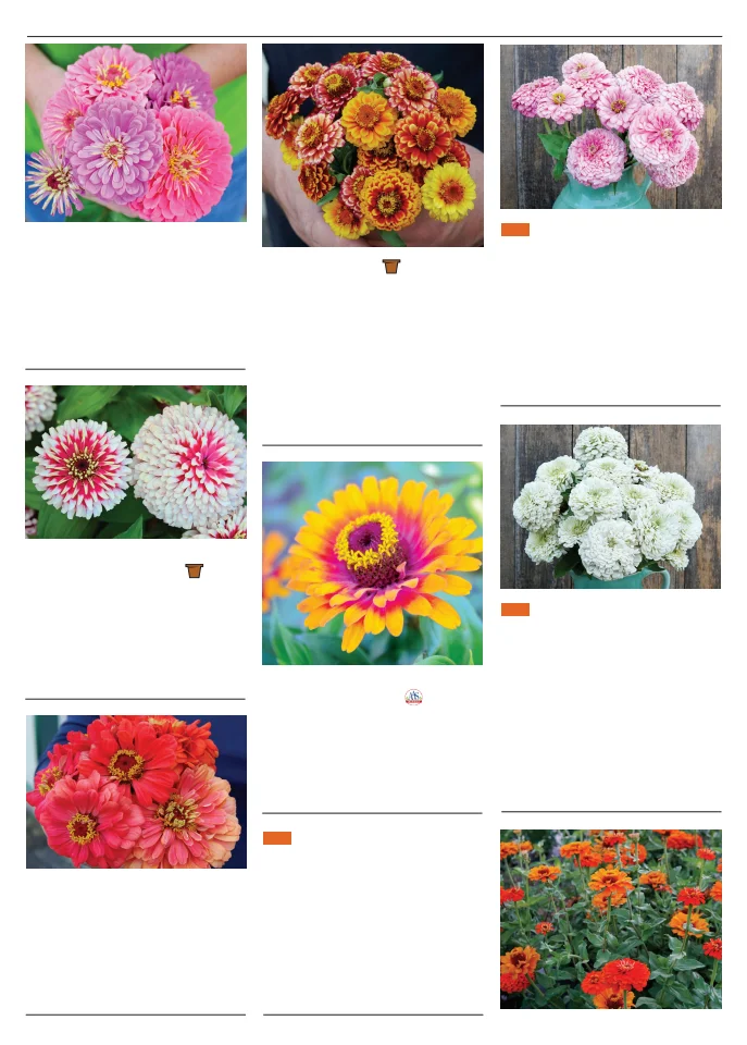 Flyer page 133