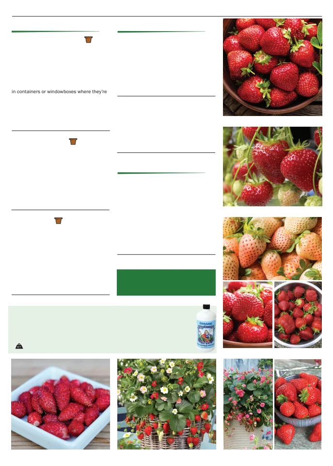 Flyer page 137