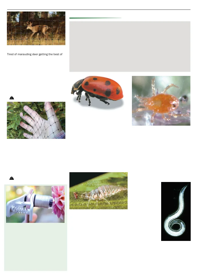 Flyer page 153
