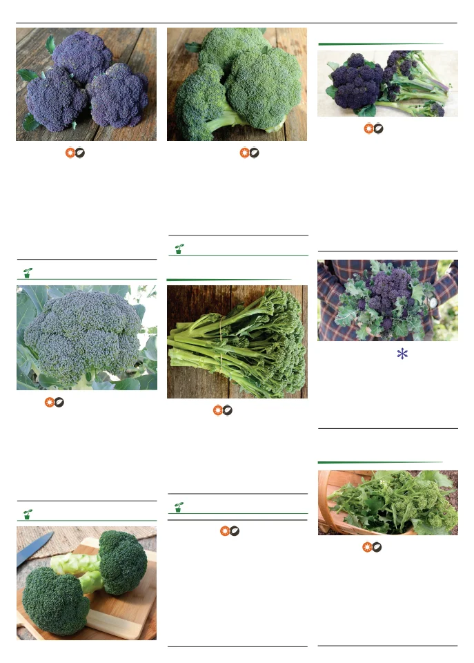 Flyer page 18