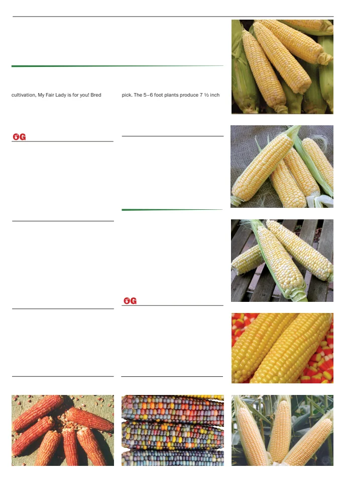 Flyer page 29