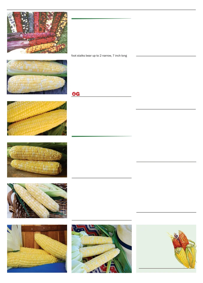 Flyer page 30