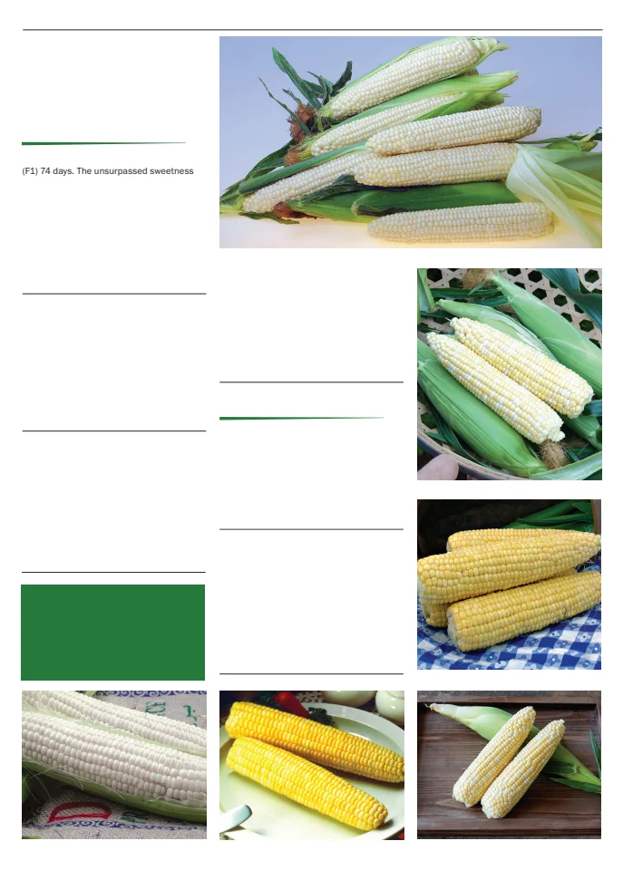 Flyer page 31