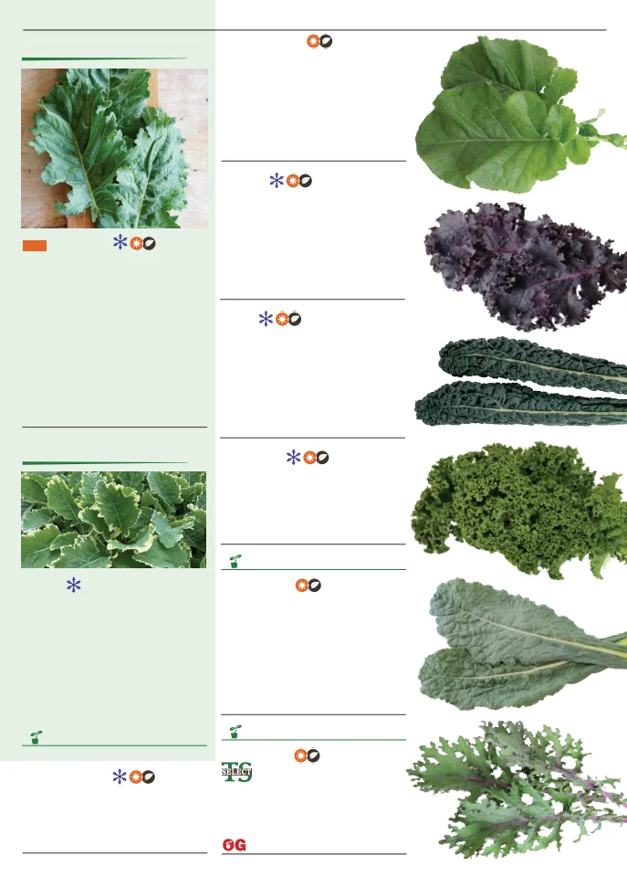 Flyer page 43