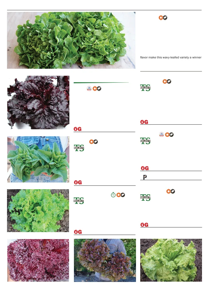 Flyer page 50