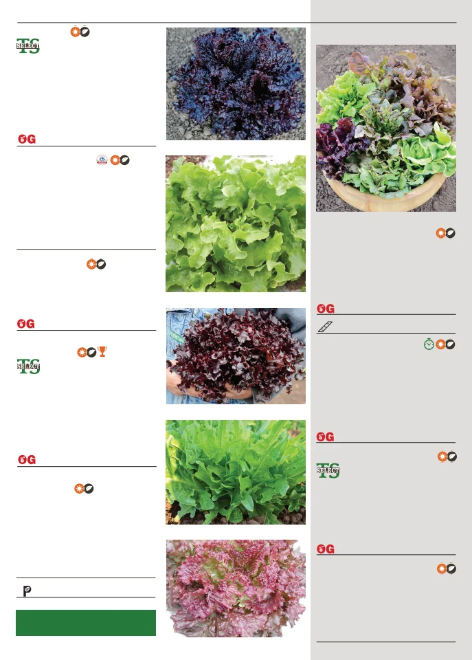 Flyer page 51