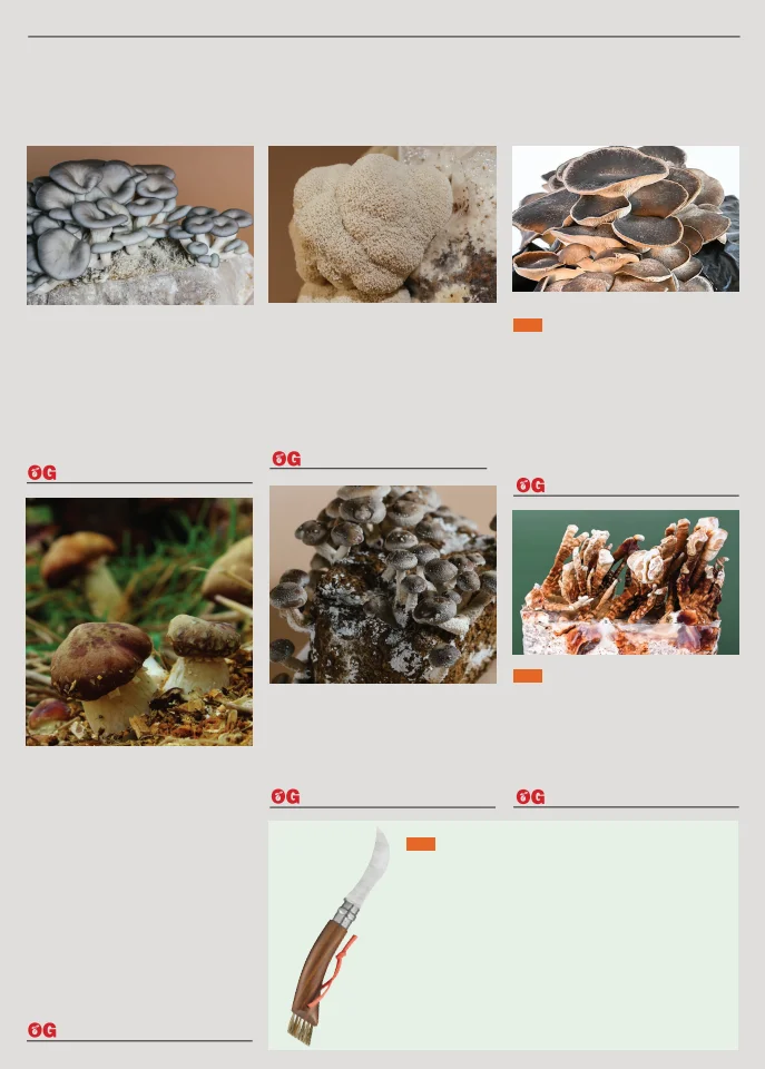 Flyer page 61