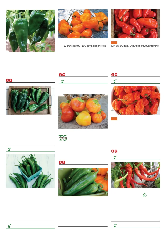 Flyer page 75