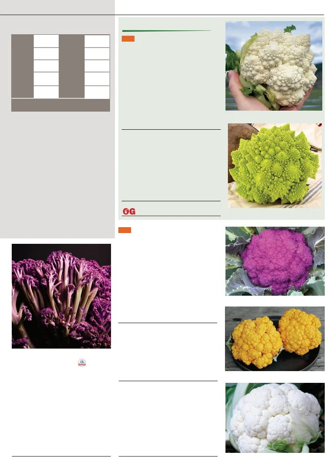 Flyer page 13