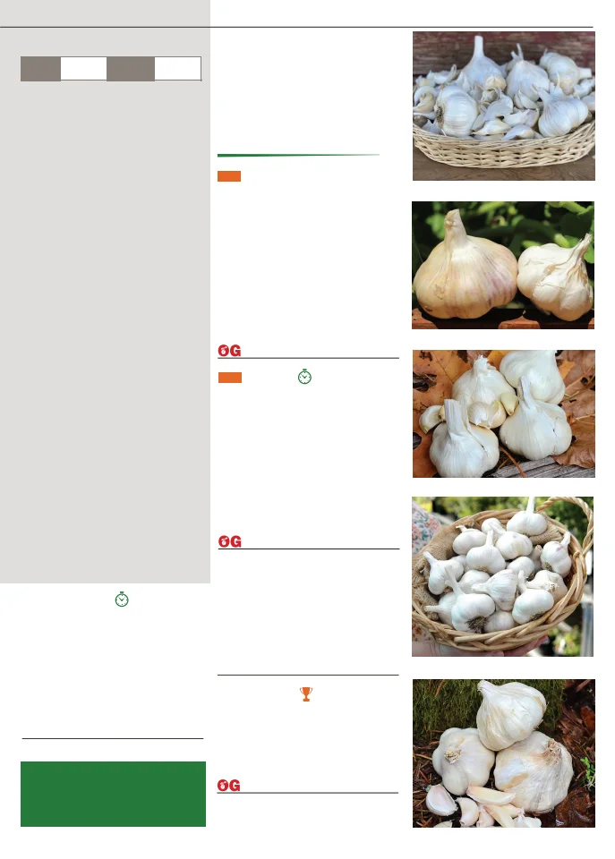 Flyer page 17