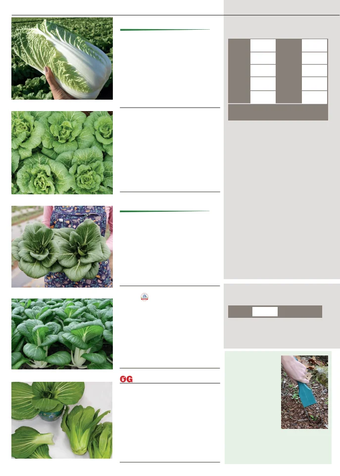 Flyer page 32