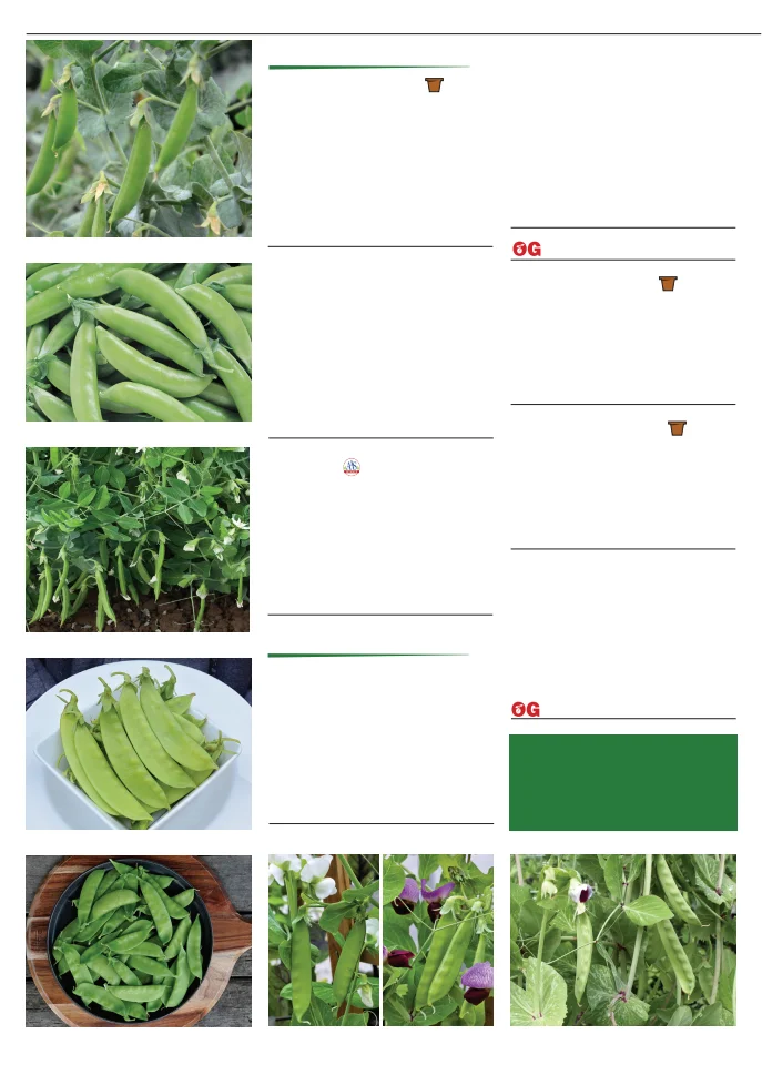 Flyer page 36