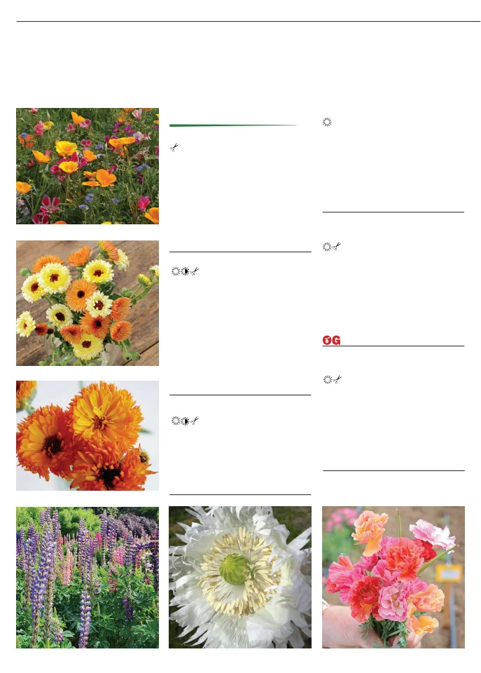 Flyer page 42