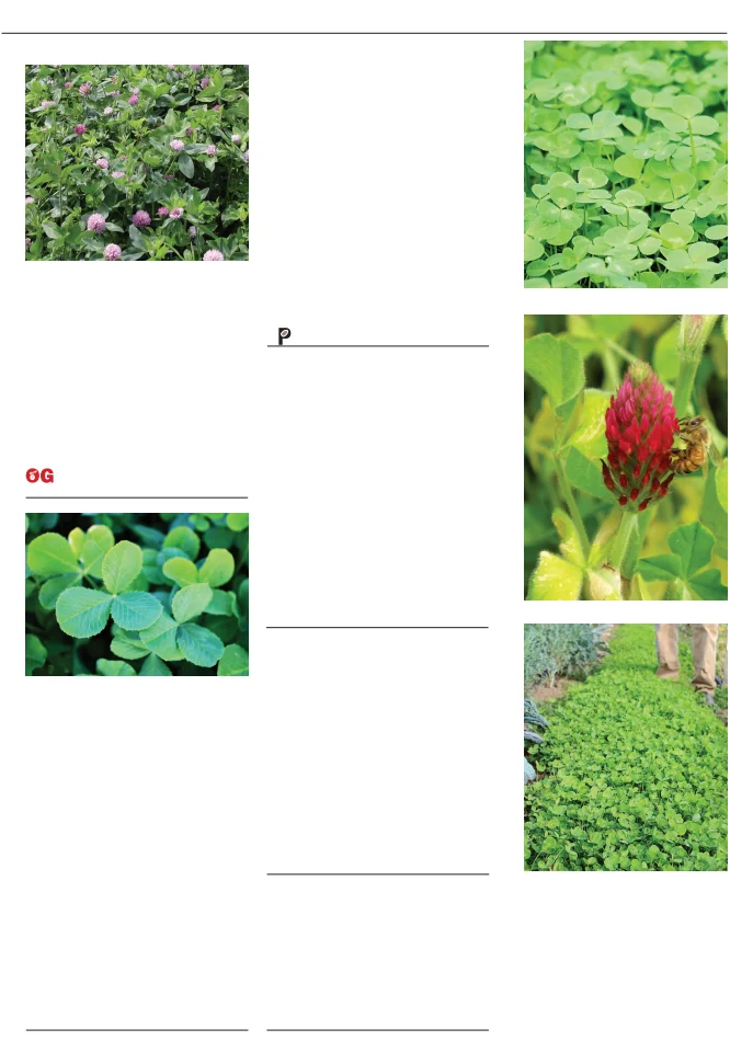 Flyer page 49