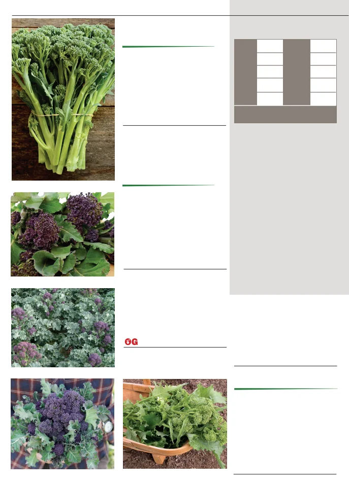 Flyer page 8