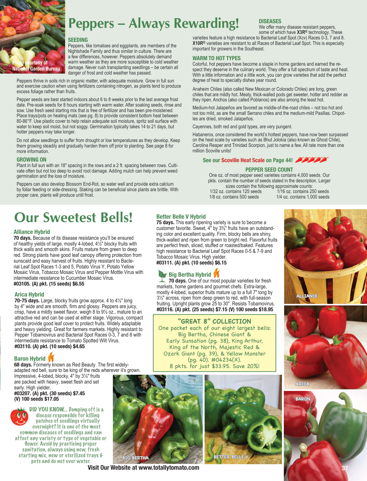 Flyer page 37